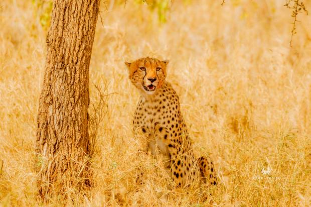 Leopard