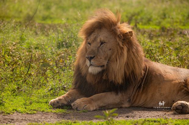 Lion