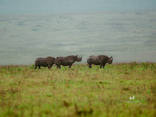 Rhinos