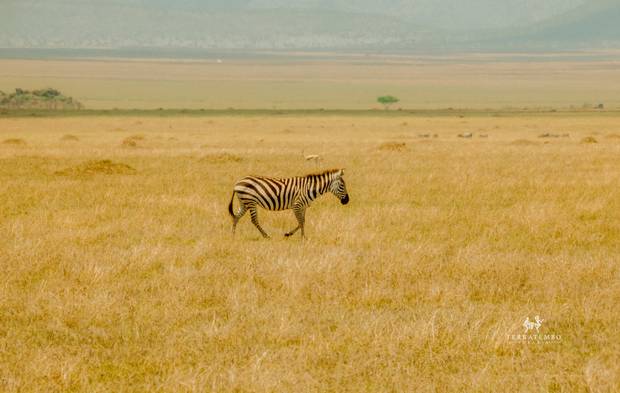 Zebra
