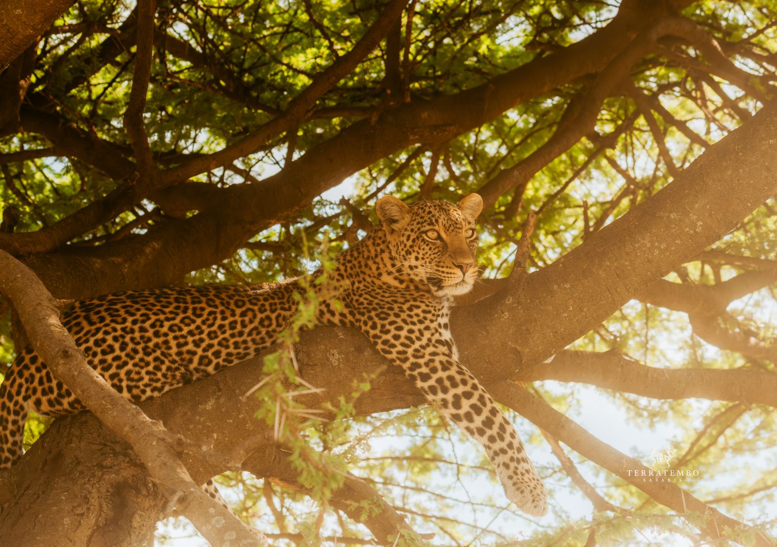 Exploring the Serengeti