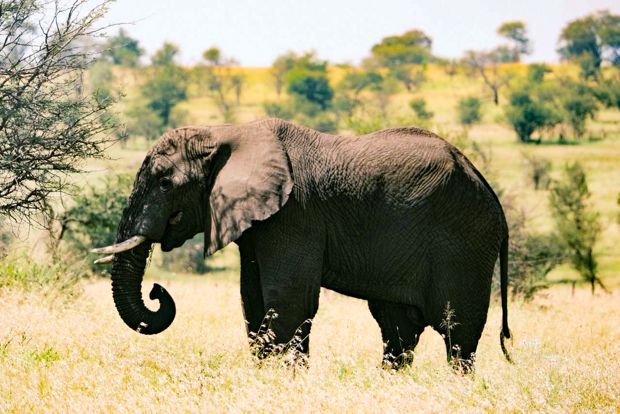 Elephant grazing the plains