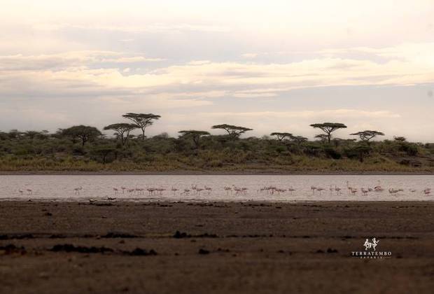 Flamingos at the soda lake