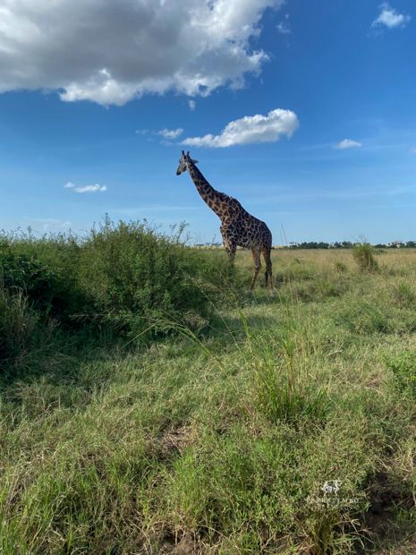 Giraffe beneath a big sky