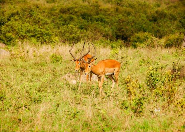 Impala at first light