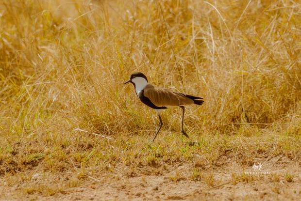 Spur-winged lapwing