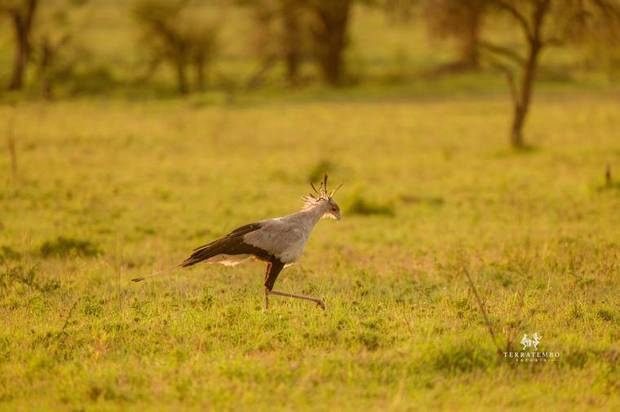 Secretary bird on the plains