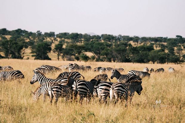 Zebra herd on the plains