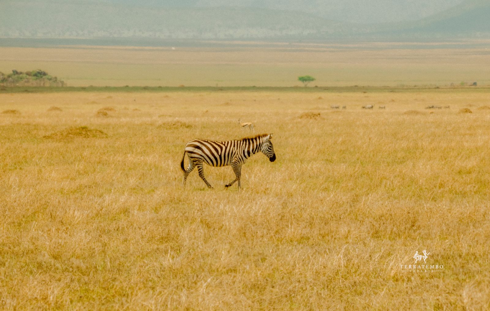 Family Safari Adventure
